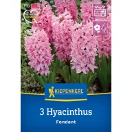Blumenzwiebel Jacinth Fondant Kiepenkerl 3 Stück