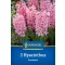 Blumenzwiebel Jacinth Fondant Kiepenkerl 3 Stück