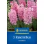 Blumenzwiebel Jacinth Fondant Kiepenkerl 3 Stück