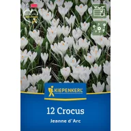   Blumenzwiebeln Kokosnuss Jeanne d'Arc Kiepenkerl 12 Stück