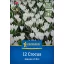 Blumenzwiebeln Kokosnuss Jeanne d'Arc Kiepenkerl 12 Stück