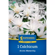   Zwiebelmiere (Colhicum) Arktische Seerose Kiepenkerl 1 Stück
