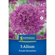   Blumenzwiebel Zierzwiebel Purple Sensation Kiepenkerl 5 Stück