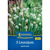 Zwiebel Platterbse (Leucojum aestivum) Kiepenkerl 5 Stück
