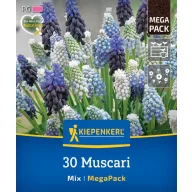  Blumenzwiebel Perle (Muscari) Mix Megapack Kiepenkerl 30 Stück