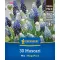 Blumenzwiebel Perle (Muscari) Mix Megapack Kiepenkerl 30 Stück