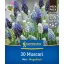 Blumenzwiebel Perle (Muscari) Mix Megapack Kiepenkerl 30 Stück