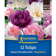   Blumenzwiebel Tulpe Sweet Paradise Mix Megapack Kiepenkerl 12 Stück