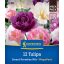 Blumenzwiebel Tulpe Sweet Paradise Mix Megapack Kiepenkerl 12 Stück