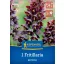 Virághagyma Perzsa császárkorona (Fritillaria persica) Kiepenkerl 1 db