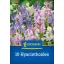Virághagyma Spanyol kékcsengő Mix (Hyacintoides) Kiepenkerl 10 db