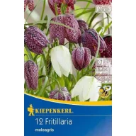  Virághagyma Kockás liliom Mix (Fritillaria Mix) Kiepnkerl 15 db