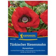   Großer Mohn (mehrjährig)-Olympiafeuer Kiepenkerl ca. 50 Samen