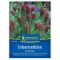Purpurklee (Trifolium inc.)-Gründünger und Imker für 25 m2 Kiepenkerl