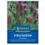 Purpurklee (Trifolium inc.)-Gründünger und Imker für 25 m2 Kiepenkerl