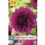 Virághagyma Dália Thomas A. Edison 1 db JUB