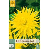 Virághagyma Dália Kennemerland 1 db JUB