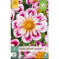 Virághagyma Dália Bumble Rumble 1 db JUB