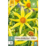 Virághagyma Dália Honka Geel/Yellow 1 db JUB