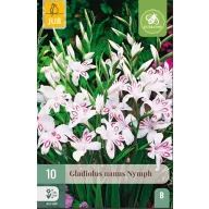 Virághagyma Kardvirág Nymph 10 db JUB