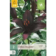 Virághagyma Liliom Blacklist 2 db JUB