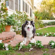   Kutya a kertben – harcmező helyett harmónia - Webinárium - 2026.02.27. 19:00