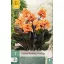 Virághagyma Canna Shining Orange 1 db JUB