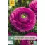 Virághagyma Ranunculus Paars/Purple 10 db JUB