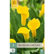 Virághagyma Kála (Zantedeschia) Gold Label 1 db JUB