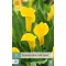 Virághagyma Kála (Zantedeschia) Gold Label 1 db JUB