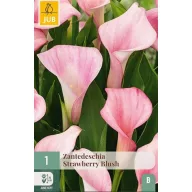 Virághagyma Kála (Zantedeschia) Strawberry Blush 1 db JUB