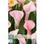 Virághagyma Kála (Zantedeschia) Strawberry Blush 1 db JUB