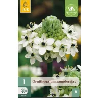 Virághagyma Ornithogalum saundersiae 1 db JUB