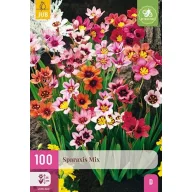 Virághagyma Sparaxis Mix (Cigányvirág) 100 db JUB