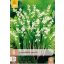 Évelő Convallaria majalis (Gyöngyvirág) 5 db JUB