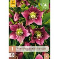 Évelő Helleborus orientalis Montsegur 1 db JUB