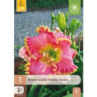   Évelő Hemerocallis Diva's Choice (Sásliliom) 1 db JUB