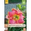 Évelő Hemerocallis Diva's Choice (Sásliliom) 1 db JUB