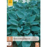 Évelő Hosta Halcyon 1 db JUB