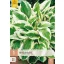 Évelő Hosta Patriot 1 db JUB