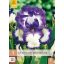 Évelő Iris germanica Loop the Loop 1 db JUB