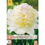 Évelő Paeonia Top Brass (Bazsarózsa) 1 db JUB