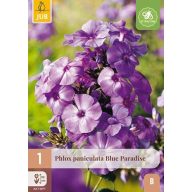   Évelő Phlox Paniculata Blue Paradise (Lángvirág) 1 db JUB