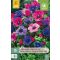 Virághagyma Anemone Cor. Roze/Purple-Pink Mix 15 db JUB