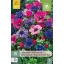 Virághagyma Anemone Cor. Roze/Purple-Pink Mix 15 db JUB