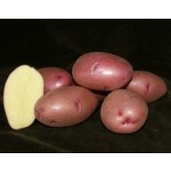   Burgonya vetőgumó "Balatoni Rózsa" ELIT 50 db 25-35 mm