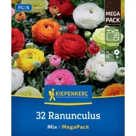   Virághagyma Boglárka (Ranunculus) Mix Megapack Kiepenkerl 32 db
