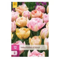 Virághagyma Tulipán Peaches & Kisses 12 db JUB