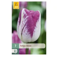 Virághagyma Tulipán Shiun 7 db JUB