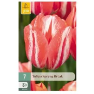 Virághagyma Tulipán Spryng Break 7 db JUB